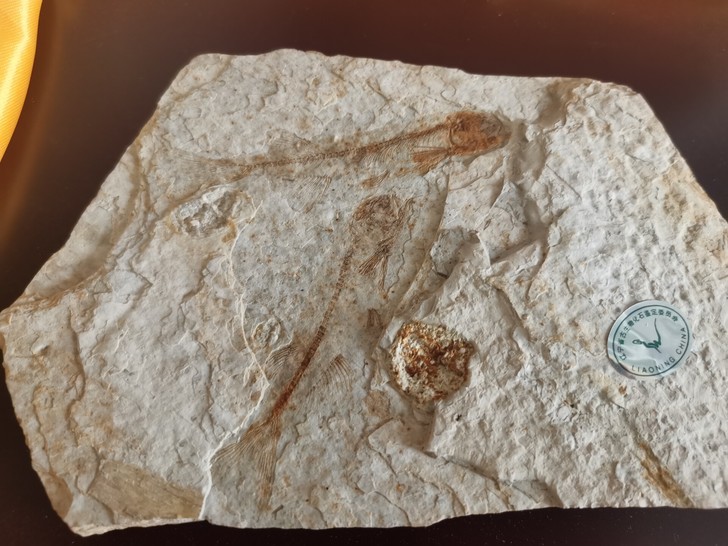 地质博物馆藏品，狼鳍鱼化石，白垩纪时期产于...