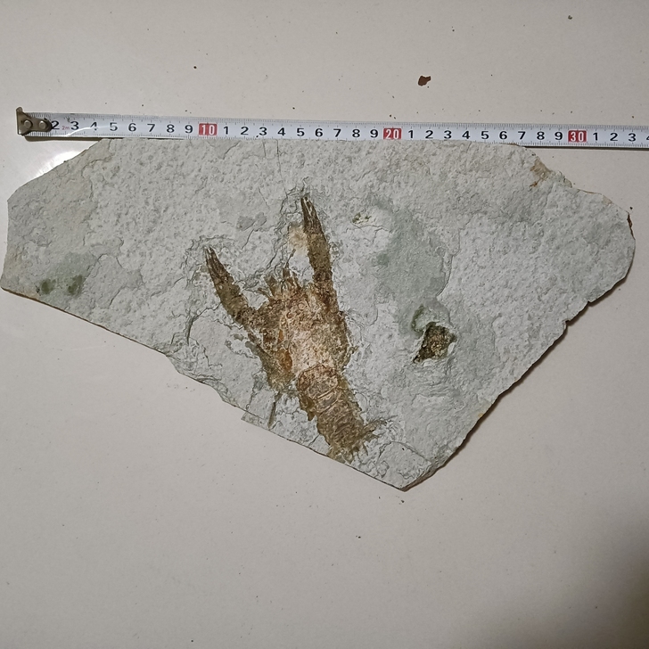 大板龙虾化石无描化尺寸如图单板东西精美适合...